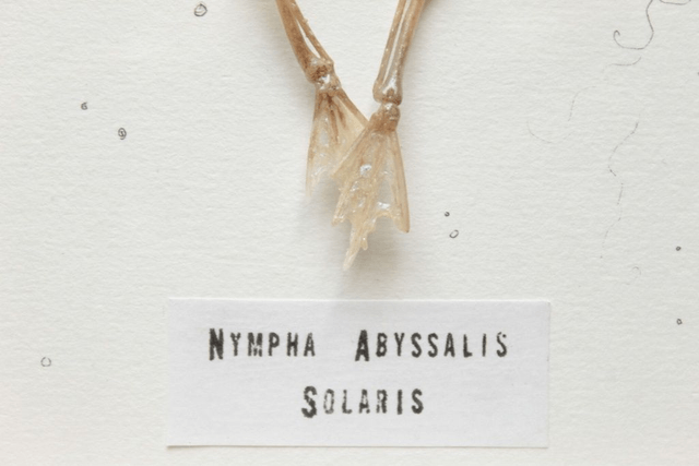 Squelette de Nymphe Aquatique